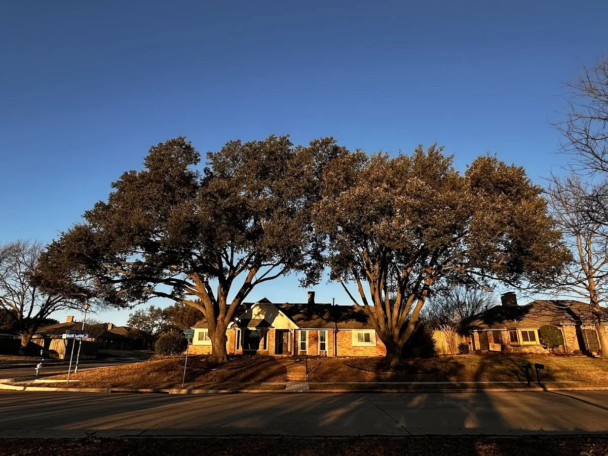 Established residential canopy tree shading a home in Siler City